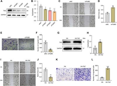 Corrigendum: TAZ induces migration of microglia and promotes neurological recovery after spinal cord injury